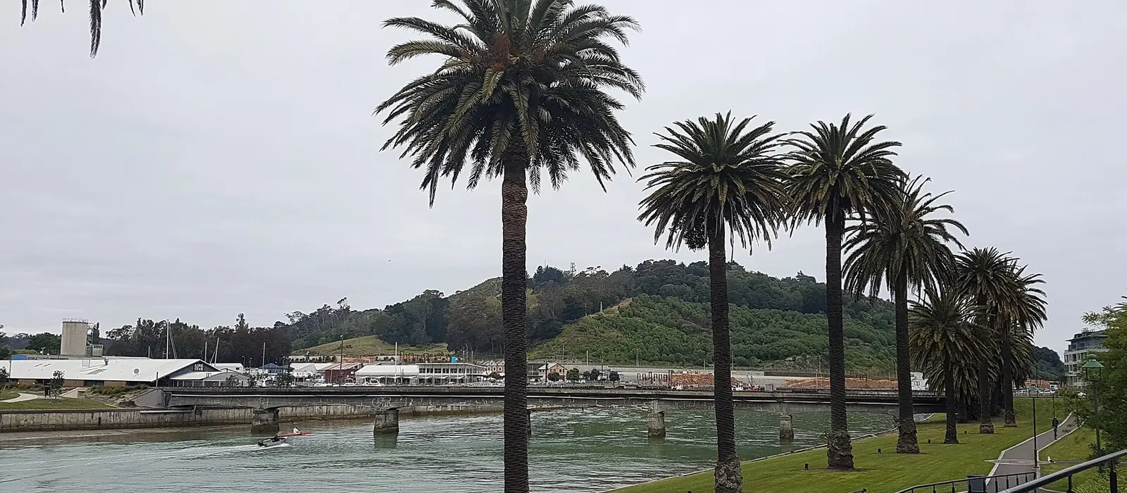 The Taruheru River in Gisborne lined with palm trees
